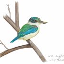 Kotare Kingfisher NZ native bird greeting card.
