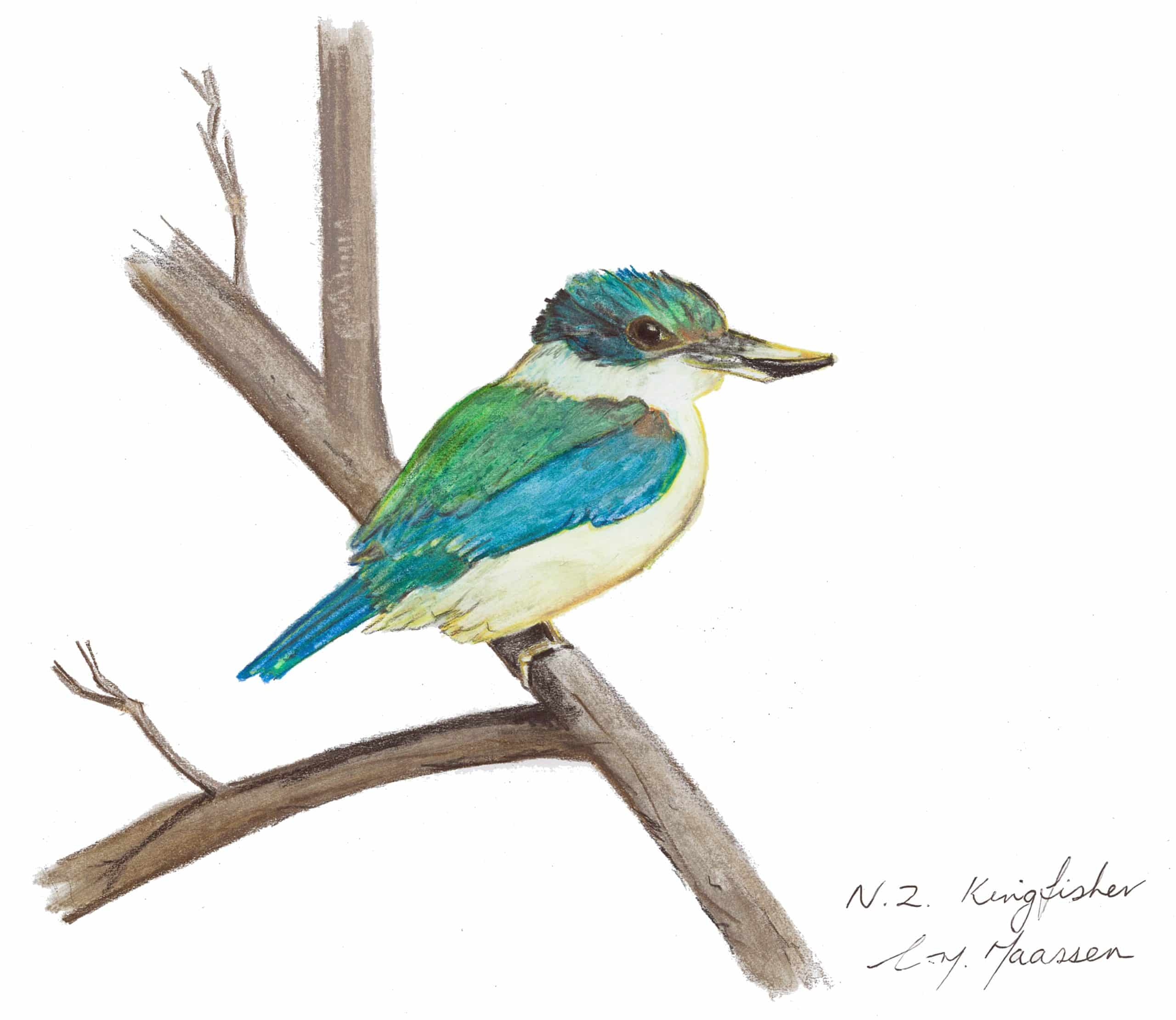 Kotare Kingfisher NZ native bird greeting card.