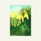 Pretty Kowhai New Zealand native flower greeting card.