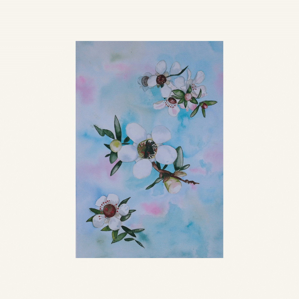 Pretty White Manuka native New Zealand Flower Greeting card.