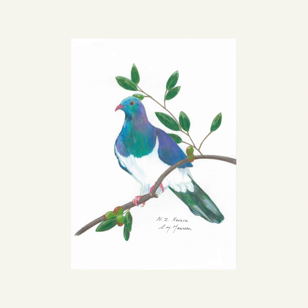 Native bird kereru greeting card