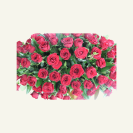 Focal of impressive red rose casket spray cover